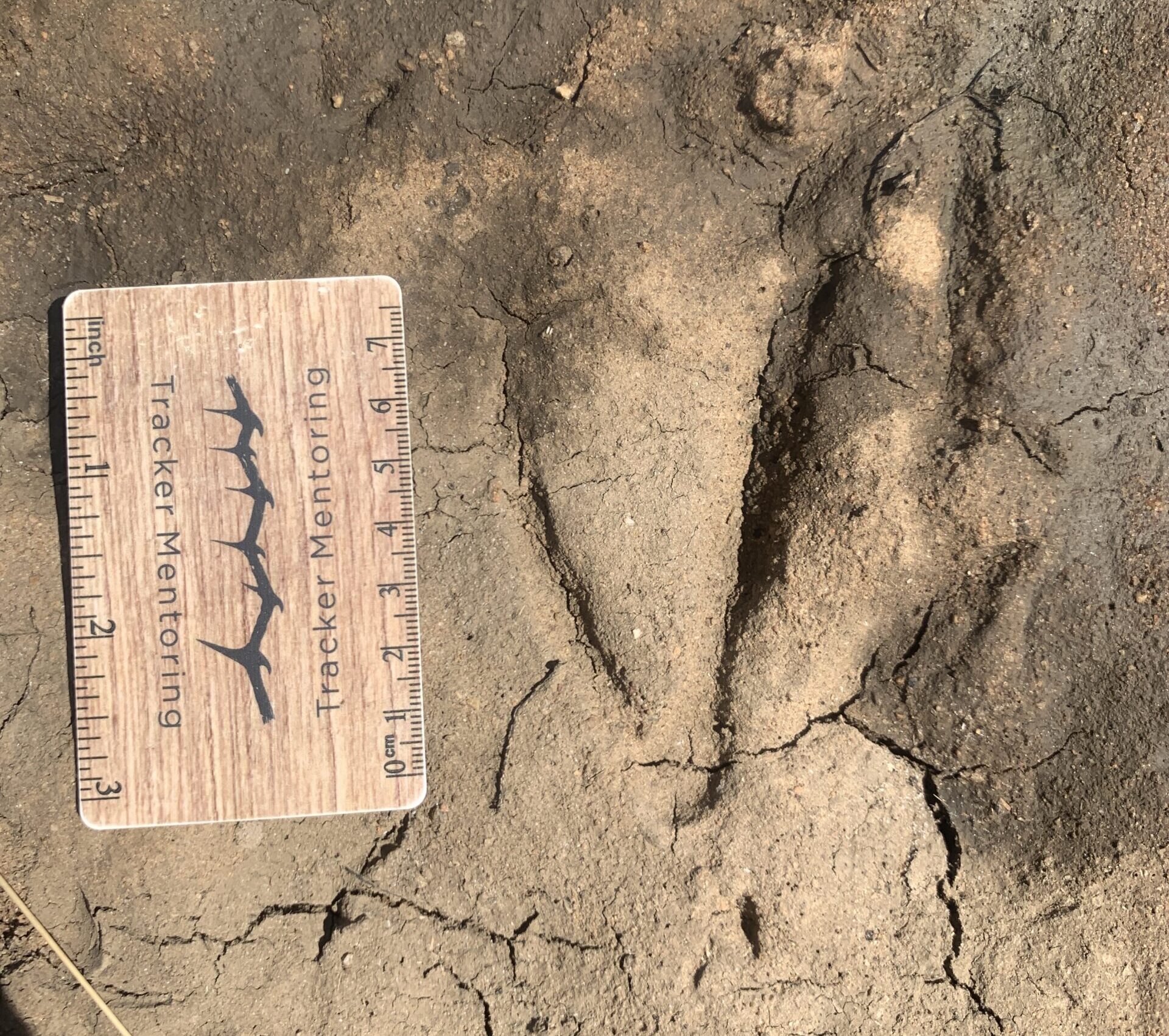 Egyptian Goose track, Bird tracks, Kruger region, South Africa