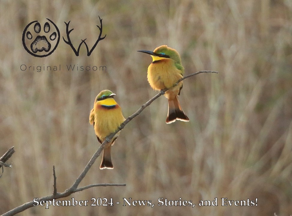 A pair of little bee eaters hawk for insects from a favoured perch, South Africa