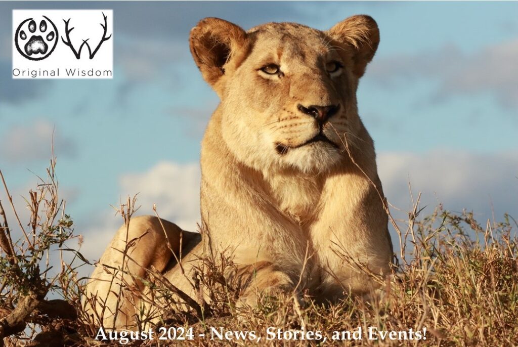 A lioness relaxes on the termite mound in the winter sun, South Africa