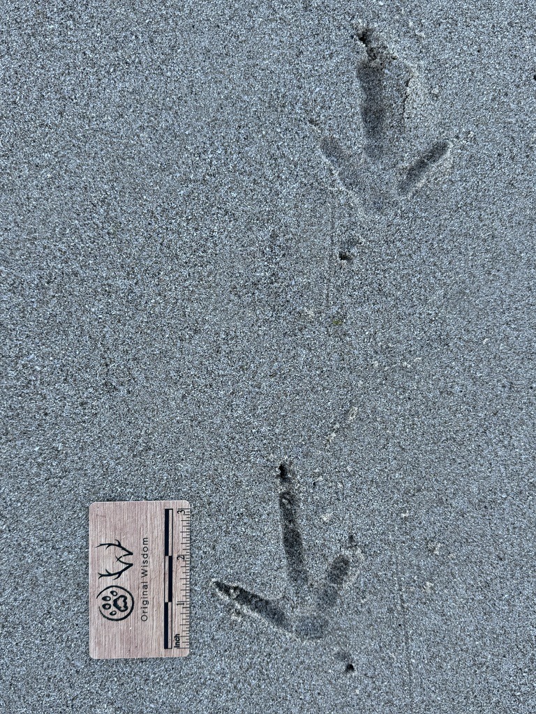 Turkey Vulture tracks, New York, North America, Shane Hawkins